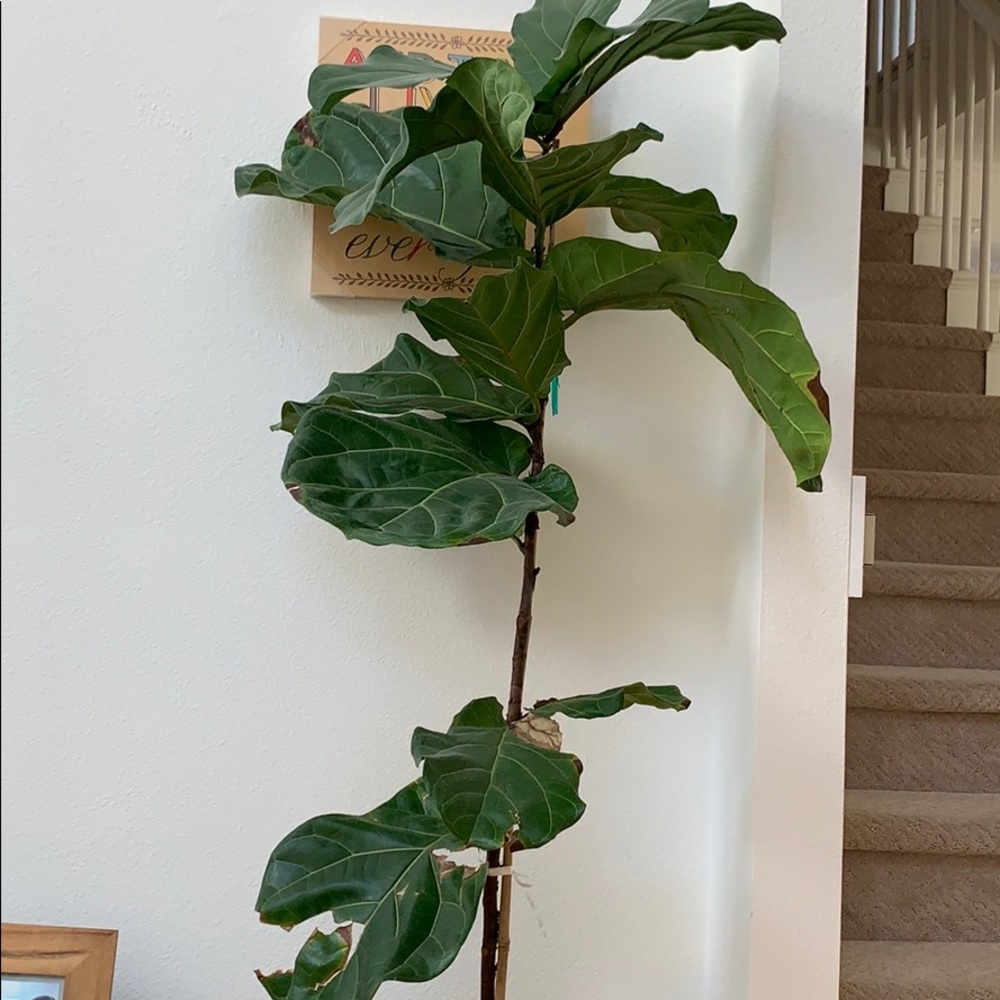 Meet your Posher, Fan